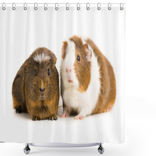 Personality  Guinea Pig Shower Curtains