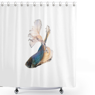 Personality  Siamese Fighting Fish Or Betta Splendens Shower Curtains