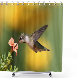 Personality  Ruby-throated Hummingbird In Flight Shower Curtains