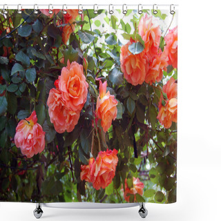 Personality  Beautiful Roses In Spring Garden Shower Curtains
