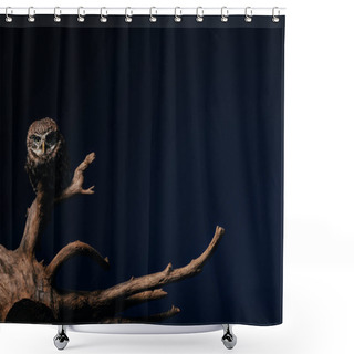 Personality  Cute Wild Owl On Wooden Branch Isolated On Black With Copy Space Shower Curtains