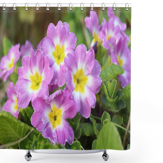 Personality  Primula Obconica, Pink Spring Flower In The Garden, Messenger Of Spring, First Spring Flower Shower Curtains