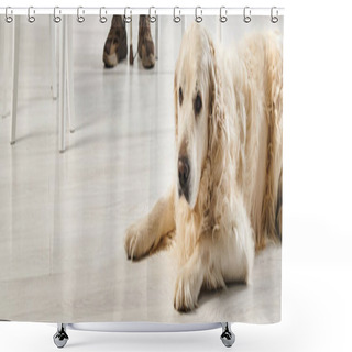 Personality  Labrador Lies Next To A Table, Embodying Inclusion And Companionship With Owner, Banner Shower Curtains