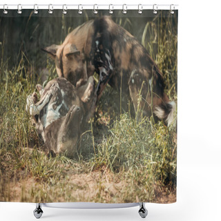 Personality  Close Up View Of Hyaenas Playing Together At Zoo Shower Curtains