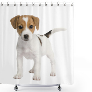 Personality  Puppy Jack Russell (7 Weeks) Shower Curtains