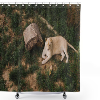 Personality  Elevated View Of Lioness Laying On Grass At Zoo Shower Curtains