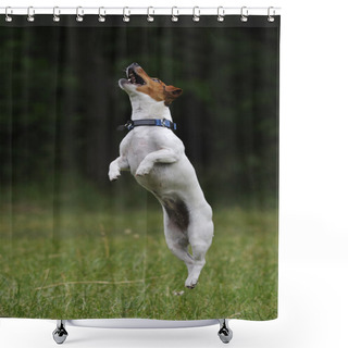 Personality  Jumping Jack Russell Terrier Dog Shower Curtains