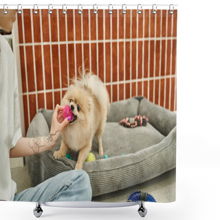 Personality  Cropped View Of Tattooed Female Dog Sitter Playing With Toy And Pomeranian Spitz In Pet Hotel Shower Curtains