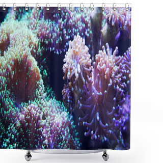 Personality  Underwater World Of Sea, Seaweed And Corals Shower Curtains