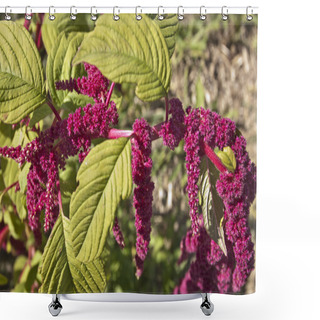 Personality  Amaranths Flowers Shower Curtains