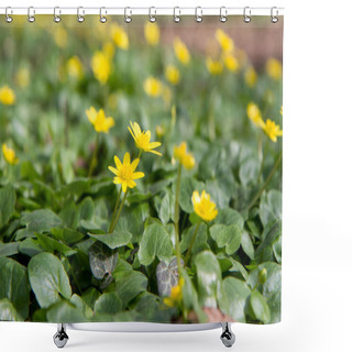 Personality  The Lesser Celandine Or Fig Buttercup (Ficaria Verna) Blooming In Spring Shower Curtains