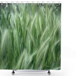 Personality  Spighe Verdi Shower Curtains