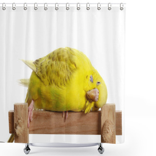 Personality  Yellow Budgerigar On A Branch Shower Curtains