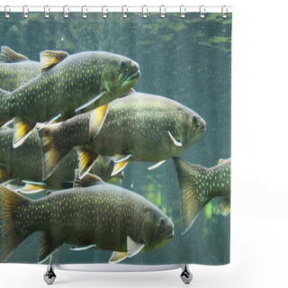 Personality  Trouts Shower Curtains