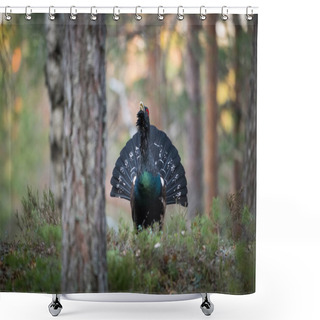Personality  The Western Capercaillie Tetrao Urogallus Also Known As The Wood Grouse Heather Cock Or Just Capercaillie In The Forest Is Showing Off During Their Lekking Season They Are In The Typical Habita Shower Curtains