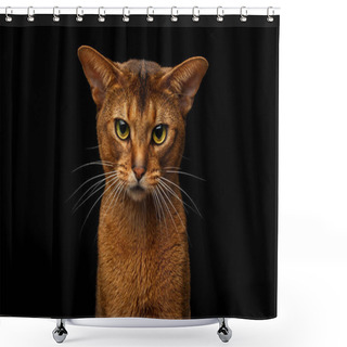 Personality  Closeup Head Of Grumpy Abyssinian Cat In Front Portrait Gazing With Angry Face In Camera, Isolated On Black Background Shower Curtains