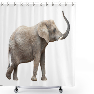 Personality  African Elephant (Loxodonta Africana) Female. Shower Curtains