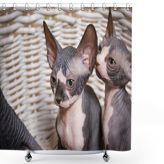 Personality  Serious Gray Little Sphynx Looking At The Camera Shower Curtains