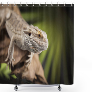 Personality  Root Bearded Dragon  Shower Curtains