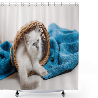 Personality  Ragdoll Blue Point Little Kitten  Shower Curtains