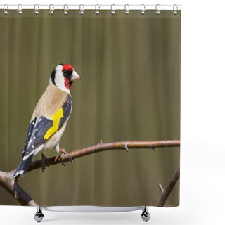 Personality  Goldfinch (Carduelis-carduelis) Shower Curtains