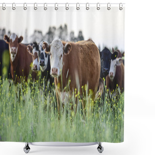 Personality  Cattle In Pampas Landscape At Dusk, Patagonia, Argentina Shower Curtains