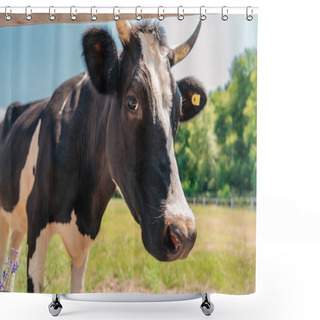 Personality  Cow On Sunny Pasture Shower Curtains