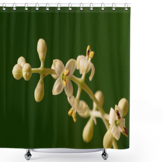 Personality  Olive Tree Flowers Shower Curtains