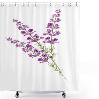 Personality  Lavender. Watercolor Drawing. Vector Shower Curtains
