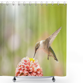 Personality  Hummingbird Feeding On A Pink Zinnia Flower Shower Curtains
