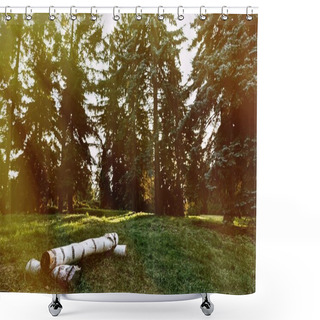 Personality  Stumps In Autumn Forest Shower Curtains