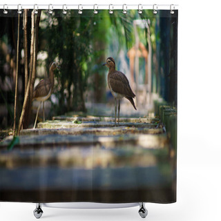 Personality  Stone Curlew, Burhinus Oedicnemus, Two Bird In Beautiful Background Shower Curtains