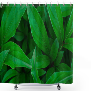 Personality  Nature Theme: Beautiful Fresh Green Leaves On A Dark Background Shower Curtains