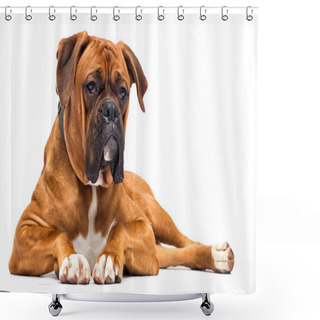 Personality  Boxer Dog Looks On Isolated On White Background Shower Curtains