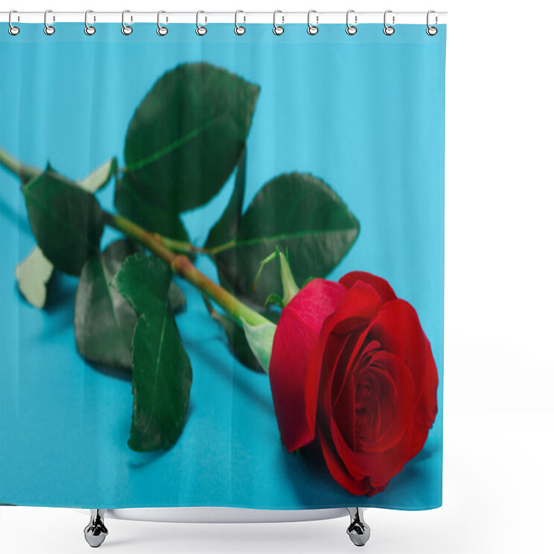 Personality  close-up view of beautiful tender rose flower on blue shower curtains