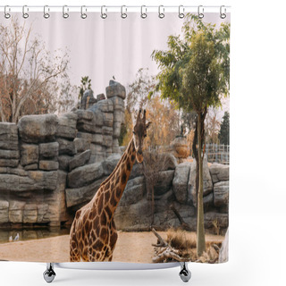Personality  Funny Giraffe Walking In Zoological Park, Barcelona, Spain Shower Curtains