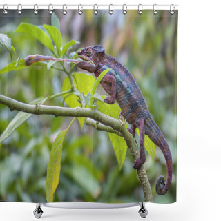 Personality  Panther Chameleon - Furcifer Pardalis Hunting Insects In Rain Forest, Madagascar Shower Curtains
