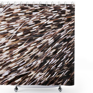 Personality  Porcupine Quills Shower Curtains