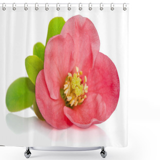 Personality  Beautiful Pink Flower On White Background Shower Curtains