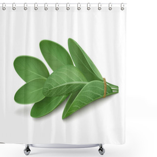 Personality  Fresh Sprig Of Sage Lying Horizontally. White Background. Realistic Vector Illustration Shower Curtains