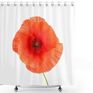 Personality  Fresh Red Poppy Flower Isolated On White Shower Curtains