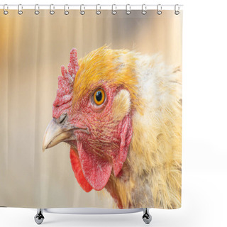 Personality  Head Of A Red Hen Close-up. Brown Feathered Domestic Bird That Lays Eggs. Rural Life On A Farm With Homemade Products. Shower Curtains