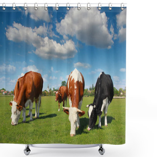 Personality  Cows Grazing On Pasture Shower Curtains