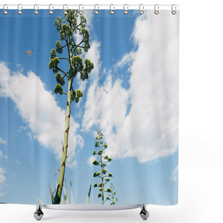Personality  A Fluffy Crown Of A Blooming Agave Against The Background Of A Blue Sky, Clouds And Two Flying Birds. Shower Curtains