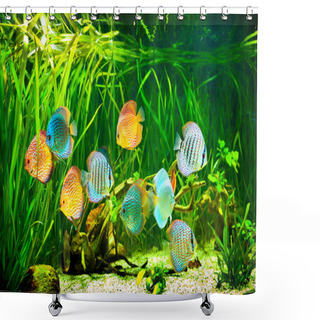 Personality  Symphysodon Discus Shower Curtains