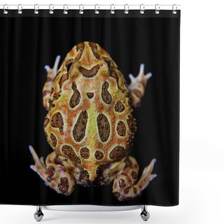 Personality  The Chachoan Horned Frog Isolated On Black Shower Curtains