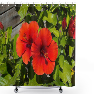 Personality  Red Hibiscus Flowers Closeup In Afternoon Sunlight In Mallorca, Spain. Shower Curtains