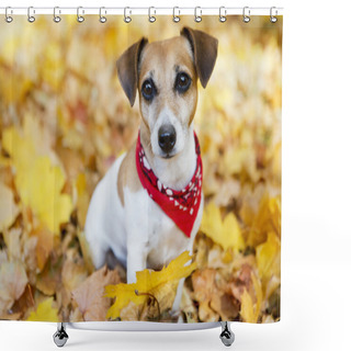 Personality  Jack Russell Terrier Shower Curtains