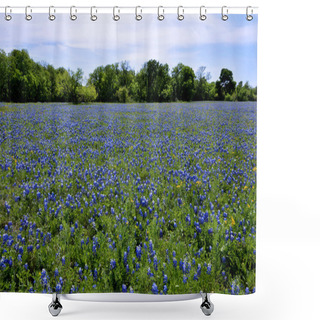 Personality  Field Of Texas Bluebonnets Shower Curtains