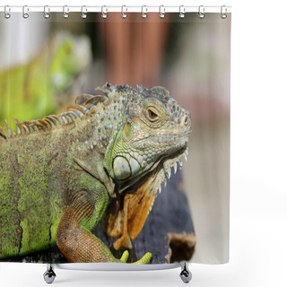 Personality  Green Lizard Iguana  Shower Curtains